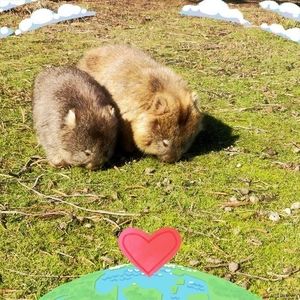 Meet your Posher, Jing ying